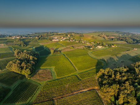 Sunset landscape bordeaux vineyard france, europe Natureの写真素材