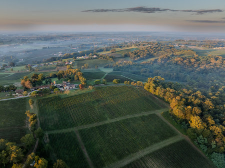 Sunset landscape bordeaux vineyard france, europe Nature
