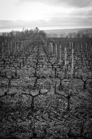 Bordeaux vineyard in winter, landscape vineyardの写真素材