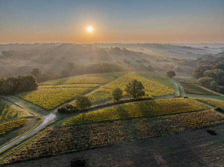 Sunset landscape bordeaux vineyard france, europe Natureの写真素材