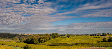 Sunset landscape bordeaux vineyard france, europe Nature