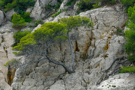 Marseille, France - June 9, 2024 : Calanque of En-Vau on the Coast of Provence, between Cassis and Marseille in the Calanques National Parkの写真素材