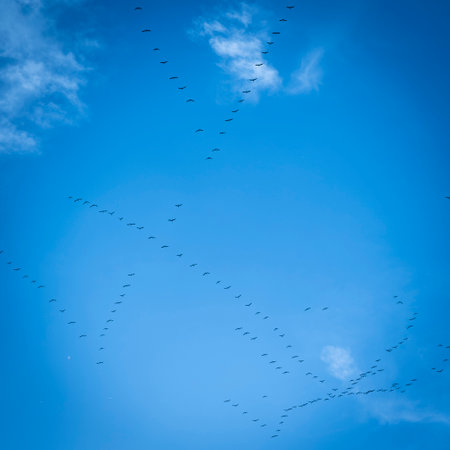 A group of Common Cranes flying blue sky, sunny day in winter in Gironde,Franceの写真素材