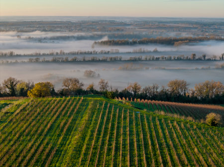 France, Gironde, Langoiran, Aerial view of Premieres Cotes de Bordeaux vineyard in Entre-Deux-Mers, Bordeaux vineyard at sunrise with fog over the Garonne riverの写真素材