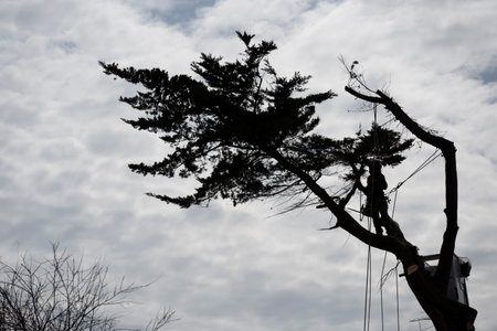 Tree cutter working high in a tree against a cloudy sky, showcasing arboreal expertise and natures...