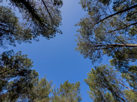 Scenic path through the pine forest of Saint Pierre de Mons in Gironde, France at midday