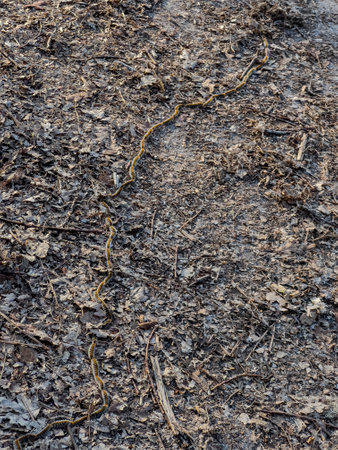 Chenille processionnaire moving across the ground in the Landes region of France during early...