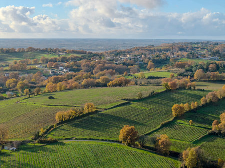 France, Gironde, Tabanac, Aerial view of the vineyard and wooded areas of Chateau le Pic in the Bordeaux vineyards at sunsetの写真素材
