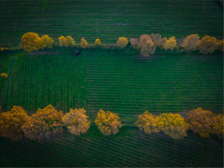 France, Gironde, Tabanac, Aerial view of the vineyard and wooded areas in the Bordeaux vineyards at sunsetの写真素材