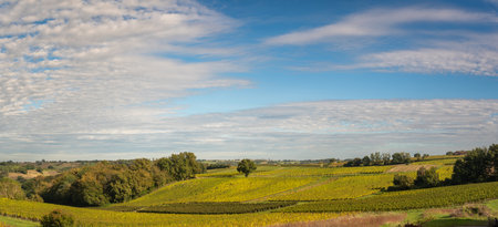 Sunset landscape bordeaux vineyard france, europe Natureの写真素材