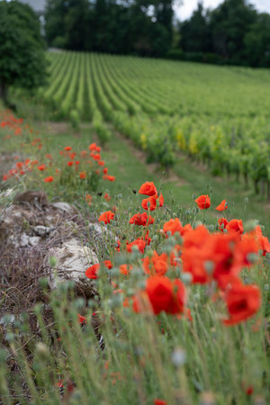Vibrant poppies blooming along the stone wall in the Bordeaux vineyards of Saint-Emilion during springtimeの写真素材