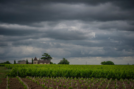 Vineyards of Bordeaux under dramatic clouds in Saint-Emilion during late spring harvest preparationsの写真素材