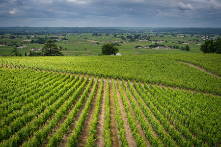 Scenic view of Bordeaux vineyards in AOC Saint-Emilion under dramatic clouds during springtimeの写真素材