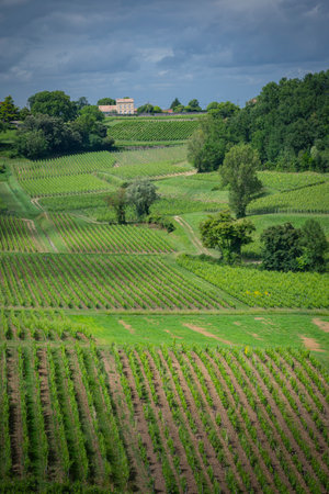 Vineyards of Saint-Emilion showcasing lush greenery during spring along the Bordeaux wine route