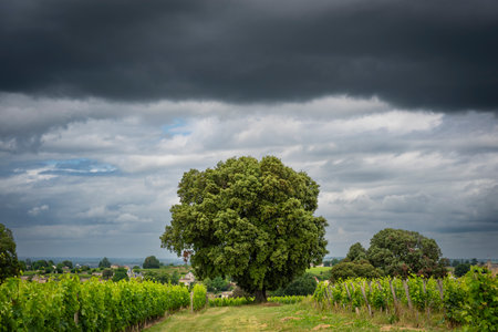 Bordeaux vineyards in Saint-Emilion under a dramatic sky showcasing lush greenery and a prominent treeの写真素材