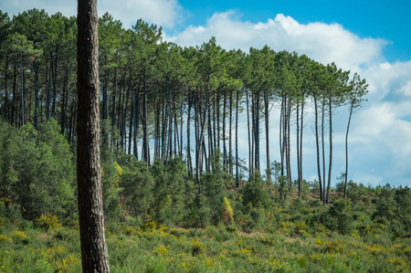 Beautiful landscape of Landes forest with pine trees, ferns and heather Moliets