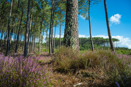 Beautiful landscape of Landes forest with pine trees, ferns and heather Moliets