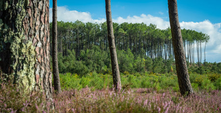 Beautiful landscape of Landes forest with pine trees, ferns and heather Moliets