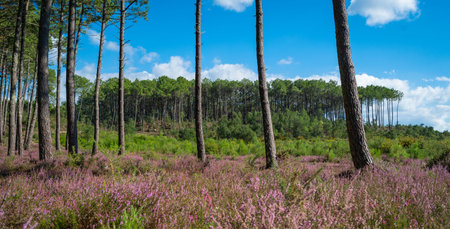 Beautiful landscape of Landes forest with pine trees, ferns and heather in Moliets