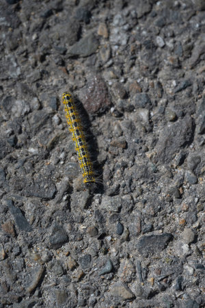Caterpillar crossing the road at Lac de Leon in Departement des Landes