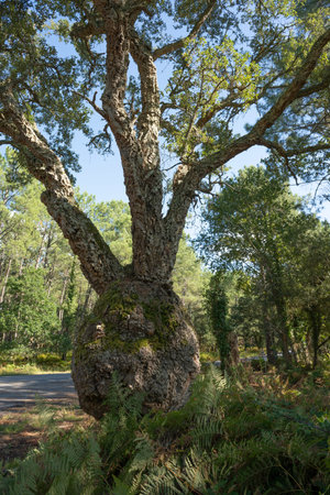 Sunlight filters through trees cork oak at the edge of a Landes forest, Moliets
