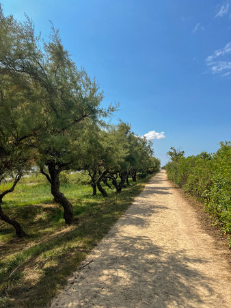 Exploring the scenic trails of Randonnee la Teste-de-Buch in summer