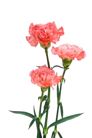 three carnation の写真素材