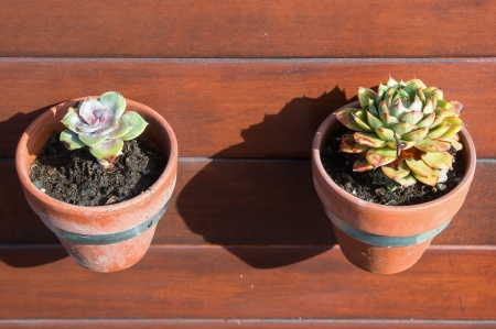 cactus plant  in flowerpotsの写真素材