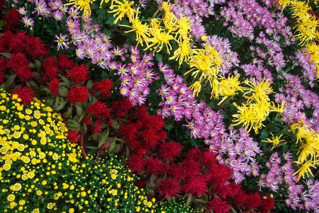 color strips, chrysanthemum flowers