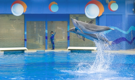 dolphins performing