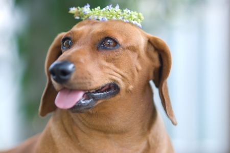 golden puppy with flower crownの写真素材