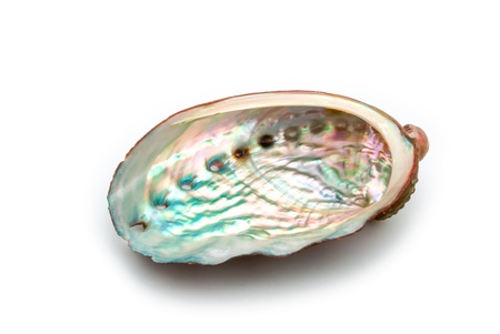 close up of abalone shell on a white backgroundの写真素材