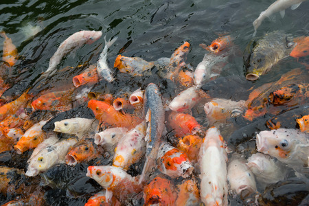 crowded Koi carps in a pondの写真素材