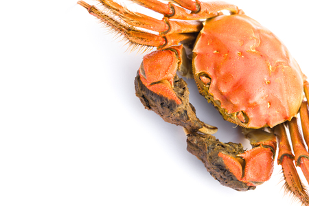 cooked crab on a white background with copy spaceの写真素材