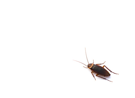 cockroach on white with copy spaceの写真素材