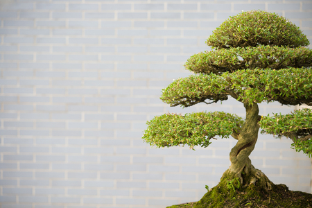 bonsai tree in flower pot with copy spaceの写真素材