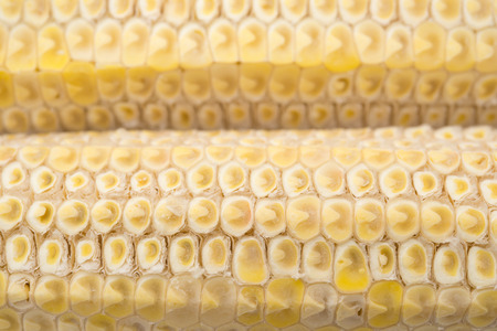 cob cornstick close up as backgroundの写真素材