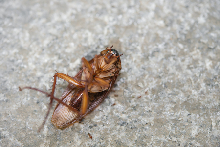 cockroach eaten by ants close upの写真素材