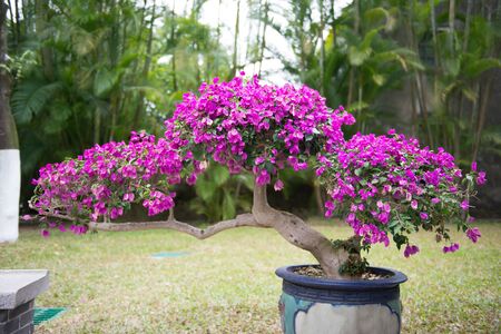 bonsai tree with purple flower in flower potの写真素材