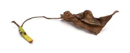 faded leaf on a white backgroundの写真素材