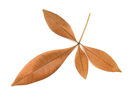 faded leaves on a white backgroundの写真素材