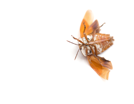 upside down bed bug with wings opened on white background