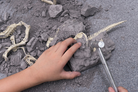 kid excavating dinosaur bones from a rockの写真素材