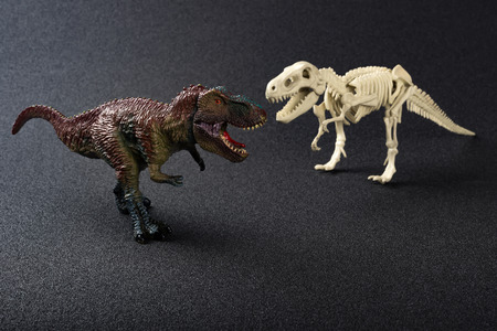 tyrannosaurus toy and tyrannosaurus skeleton on a dark backgroundの写真素材