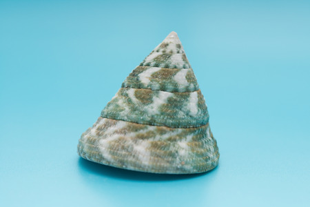 Calliostoma shell  on a blue backgroundの写真素材