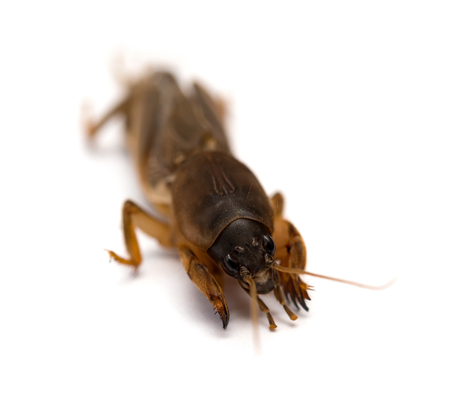 cricket on white background close upの写真素材