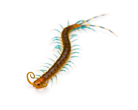 Centipede on a white backgroundの写真素材