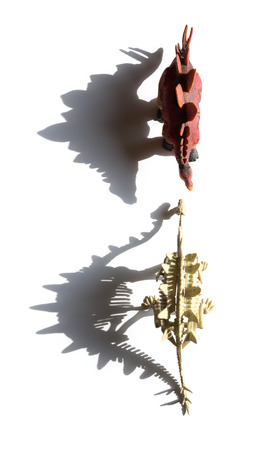 top view stegosaurus toy and stegosaurus skeleton on a white background with shadowsの写真素材