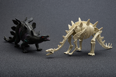 stegosaurus toy and stegosaurus skeleton on a dark backgroundの写真素材