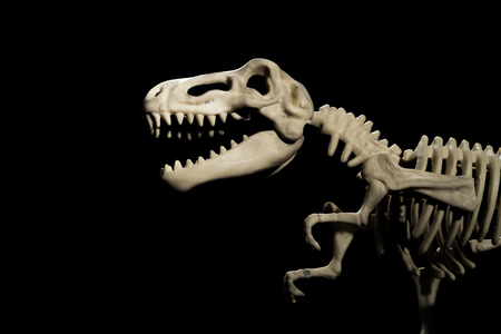 tyrannosaurus skeleton on a black backgroundの写真素材